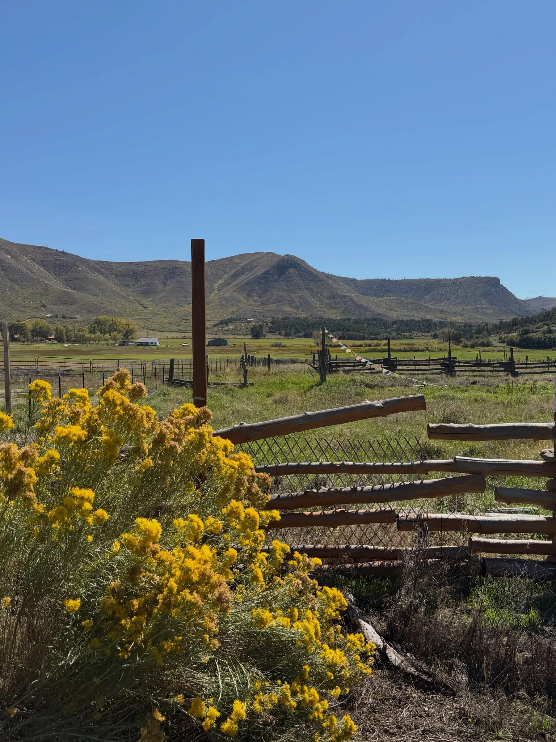 Yellow rabbitbrush and a split-rail fence in front of a mesa in the Mancos valley